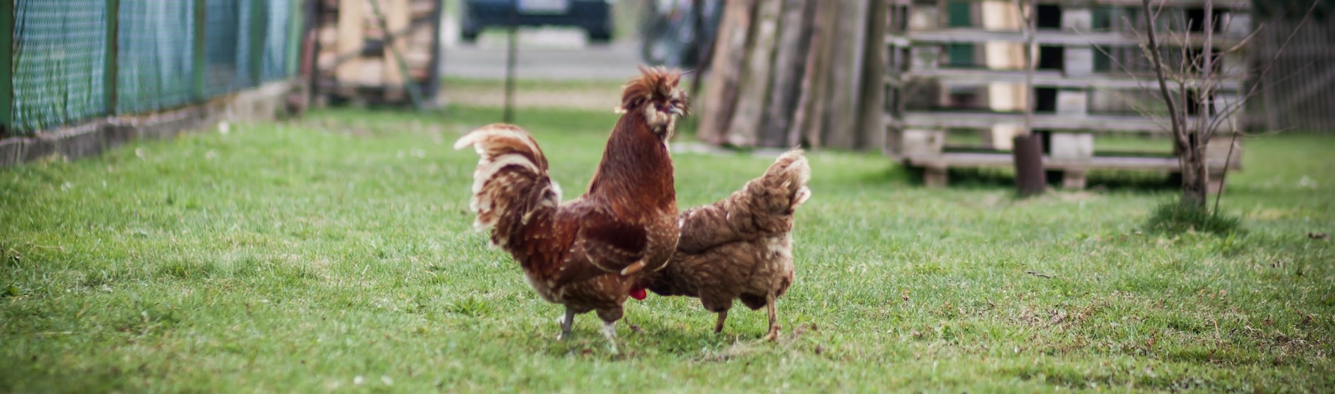 hen and rooster